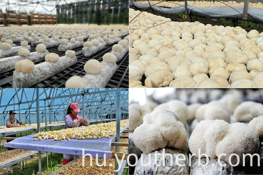 lion's mane hericium erinaceus